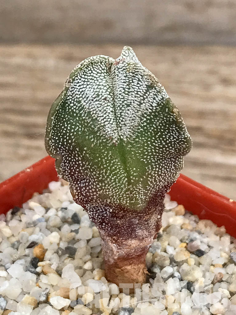 SHPR5911 Astrophytum myriostigma f. tricostatum - Image 2