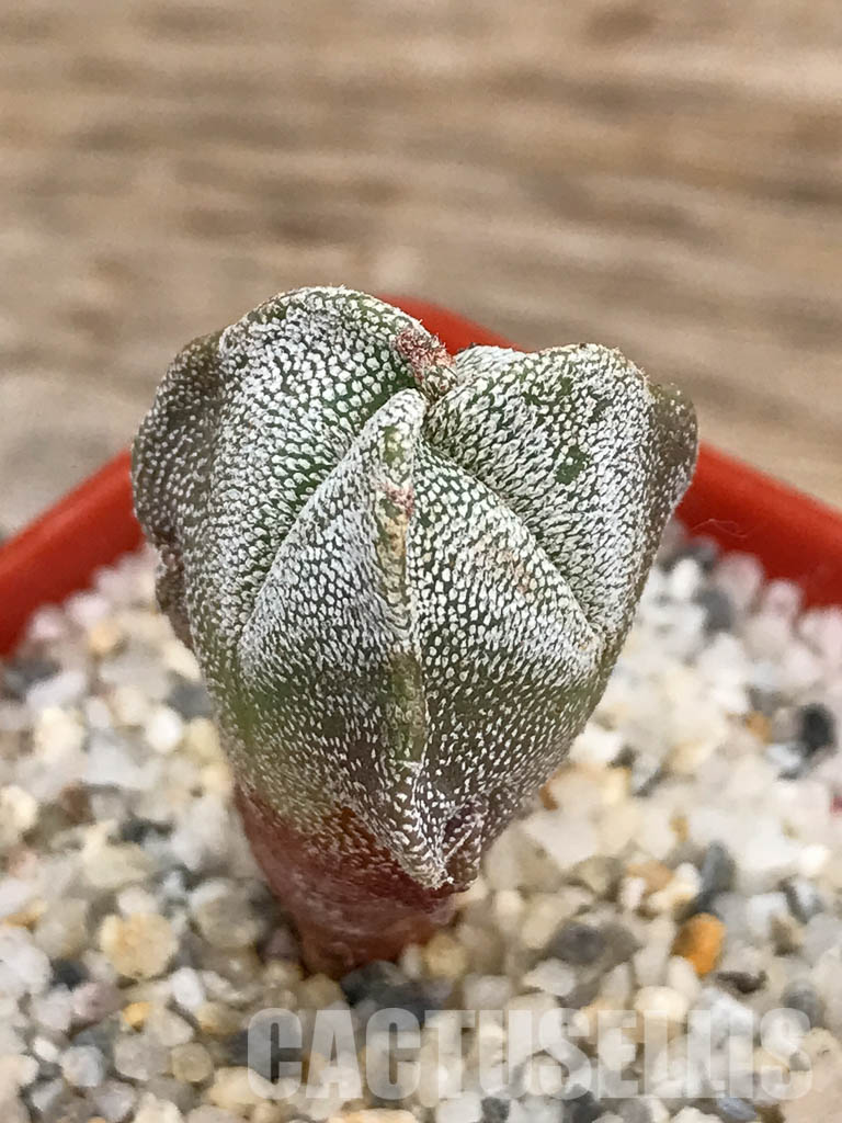 SHPR5911 Astrophytum myriostigma f. tricostatum - Image 3