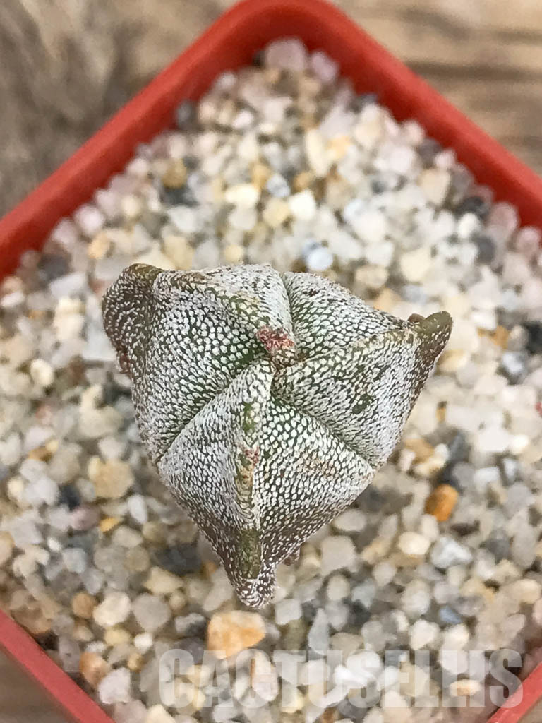 SHPR5911 Astrophytum myriostigma f. tricostatum - Image 4