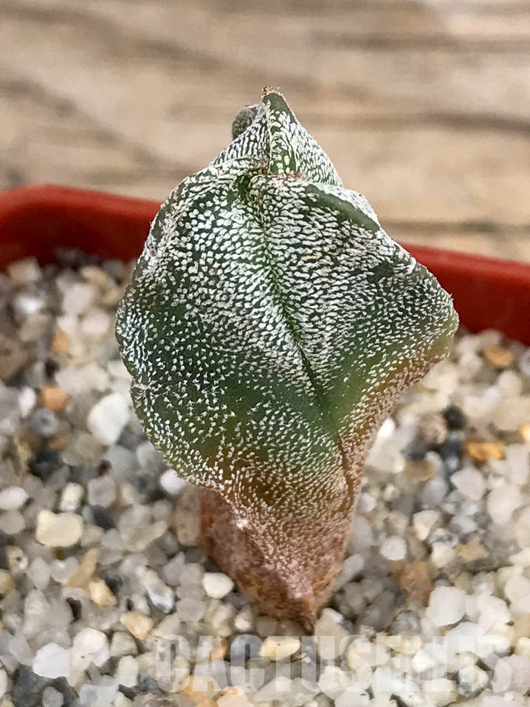 SHPR5911 Astrophytum myriostigma f. tricostatum - Image 5