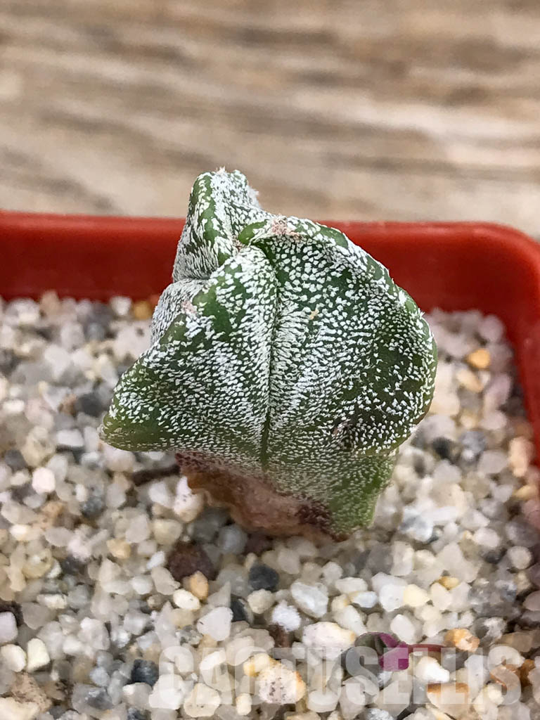 SHPR5911 Astrophytum myriostigma f. tricostatum - Image 6