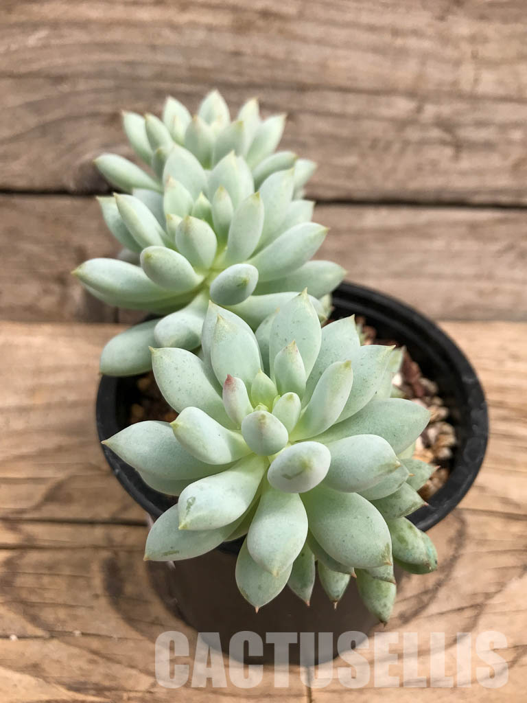 SHPR5924 Echeveria Bright - Зображення 2