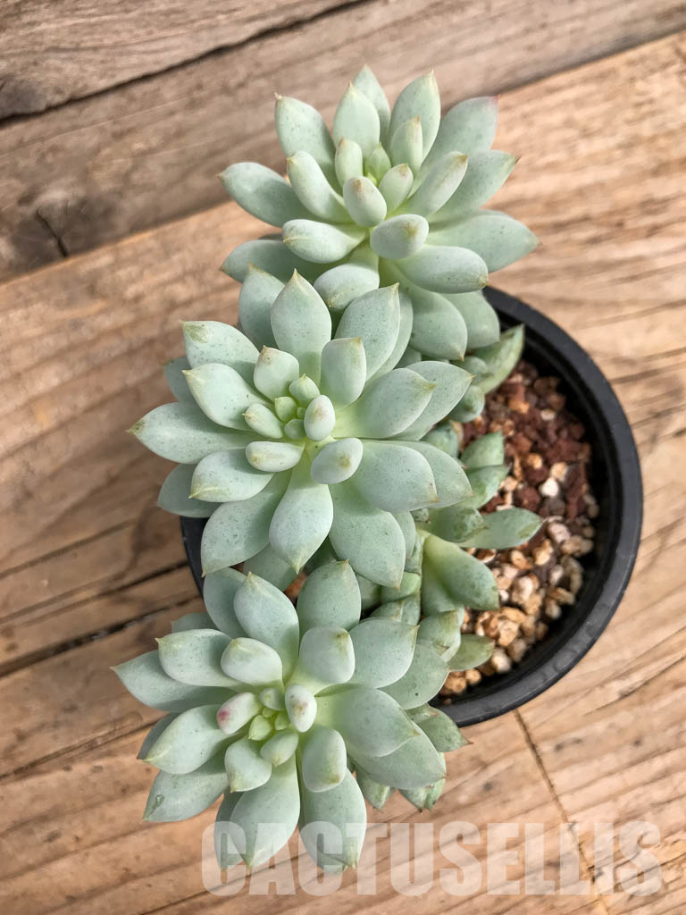 SHPR5924 Echeveria Bright - Зображення 3
