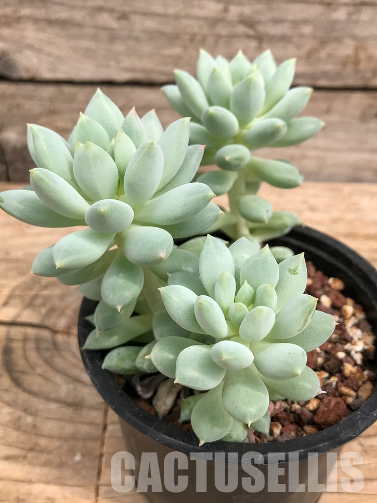 SHPR5924 Echeveria Bright
