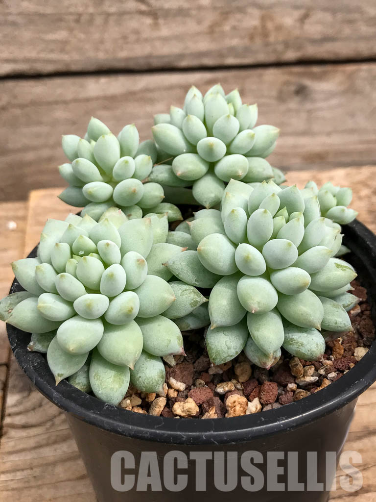 SHPR5926 Echeveria Bright - Image 2