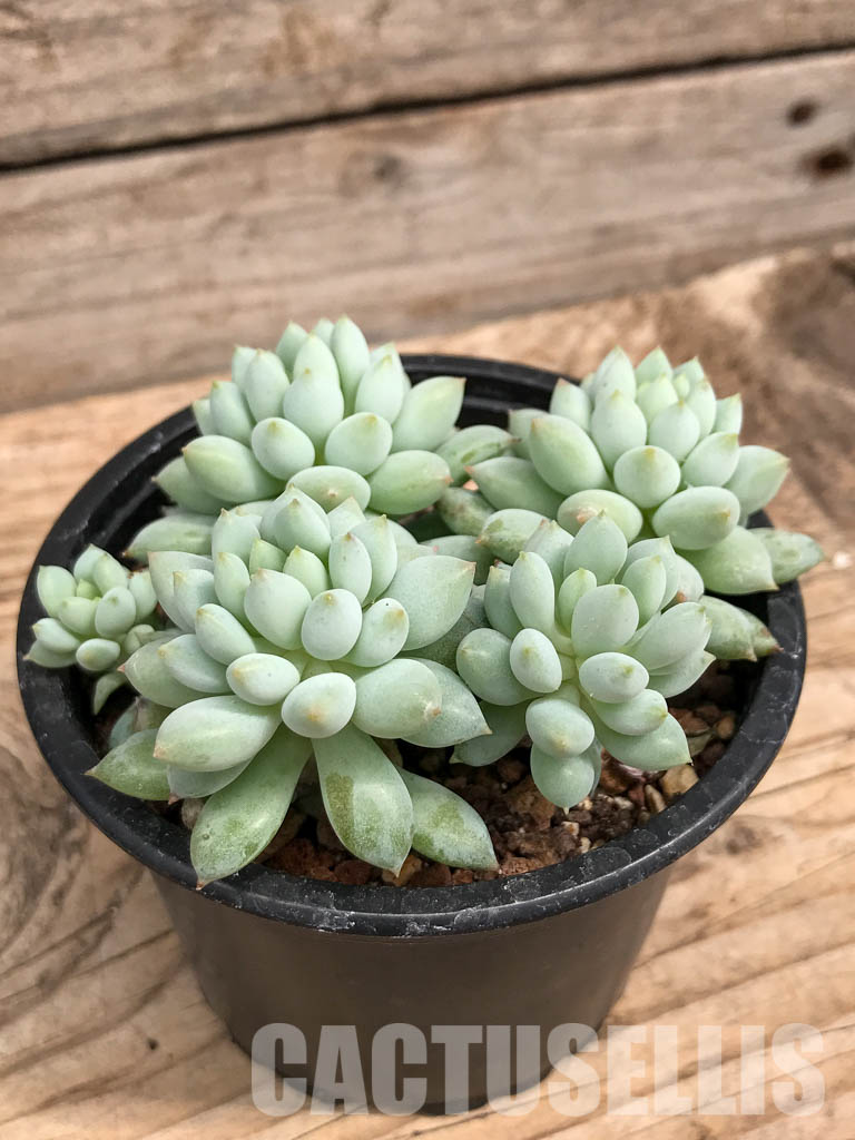 SHPR5926 Echeveria Bright - Image 3