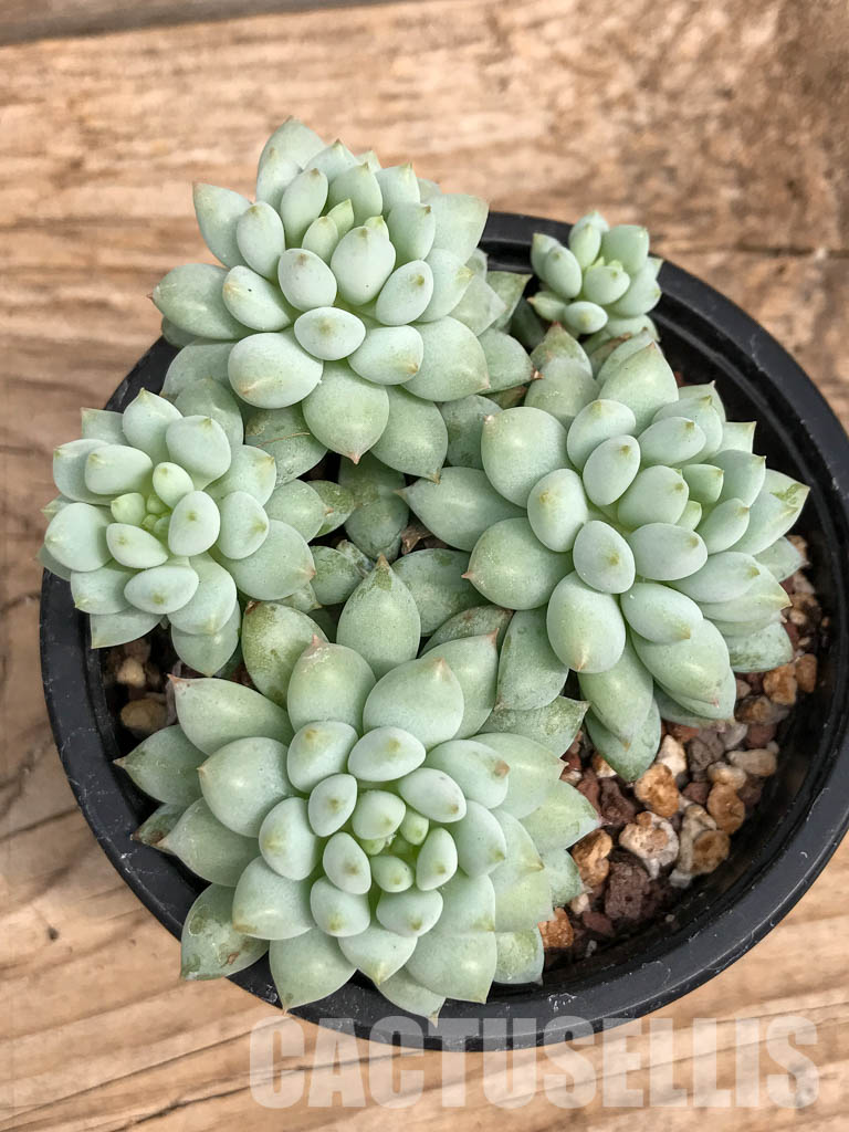 SHPR5926 Echeveria Bright - Image 4