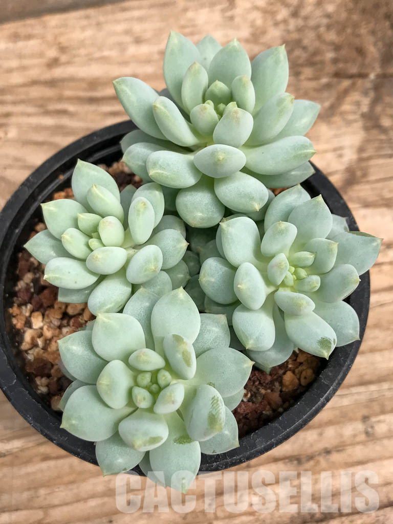 SHPR5926 Echeveria Bright - Image 5