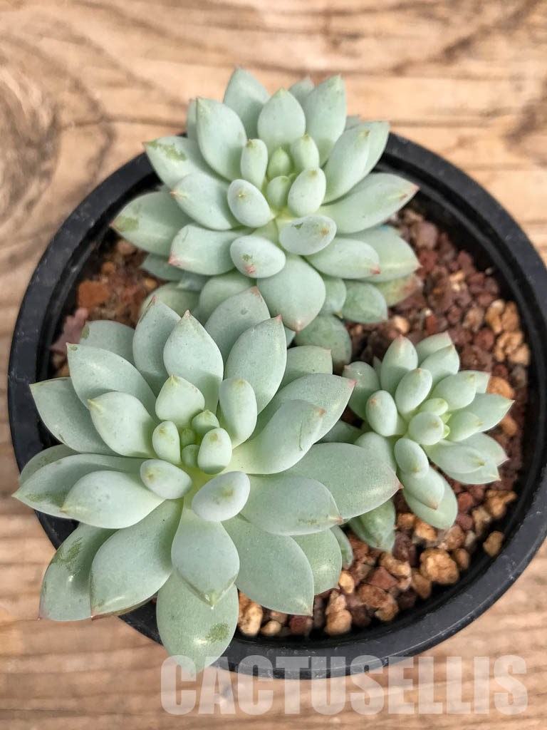 SHPR5926 Echeveria Bright - Image 6