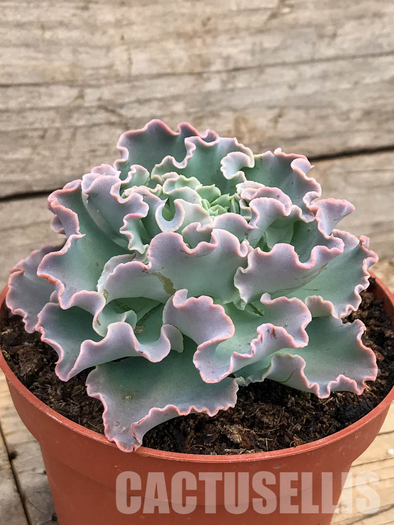 SHPR5932 Echeveria shaviana - Image 2