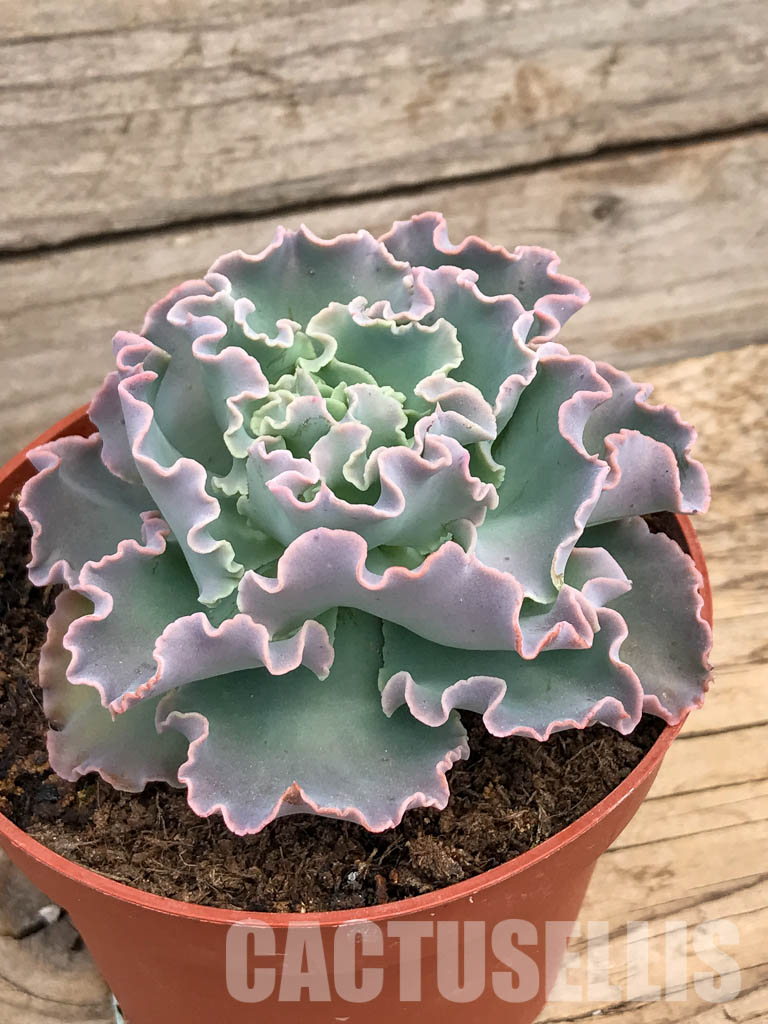 SHPR5932 Echeveria shaviana - Image 3