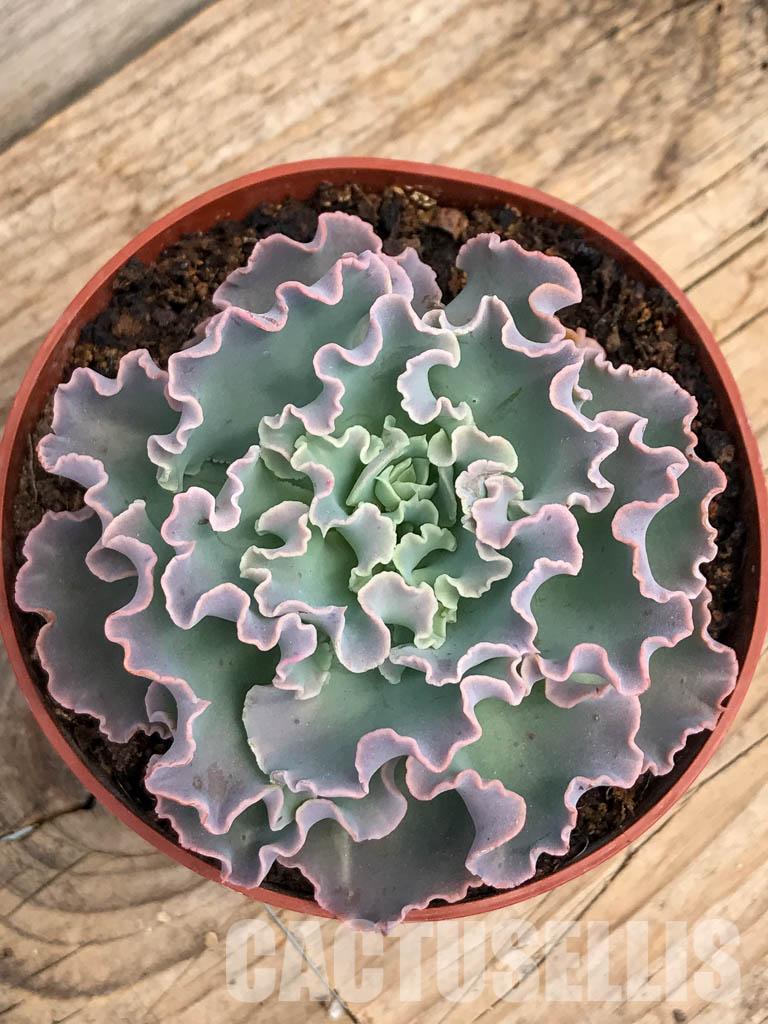SHPR5932 Echeveria shaviana