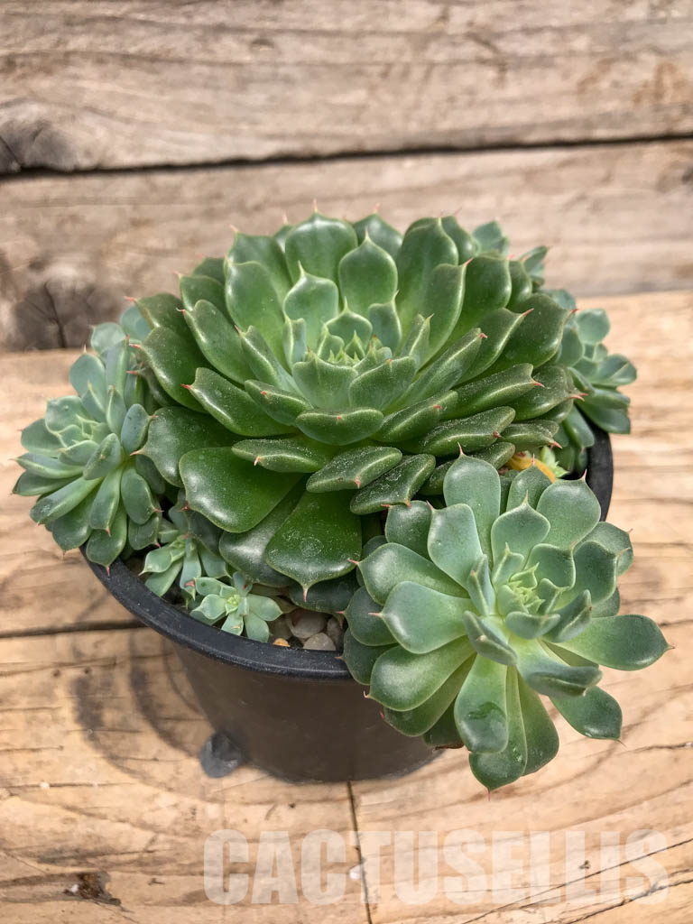 SHPR5933 Echeveria minima hybrid - Image 2