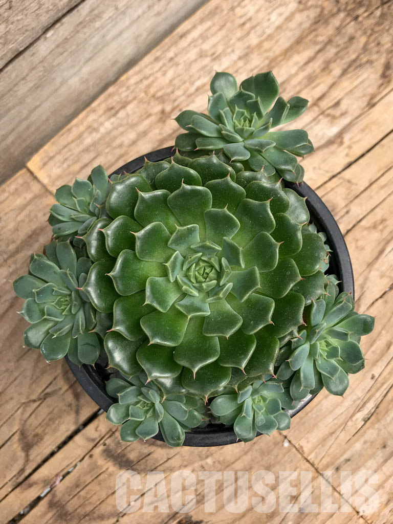 SHPR5933 Echeveria minima hybrid - Image 3