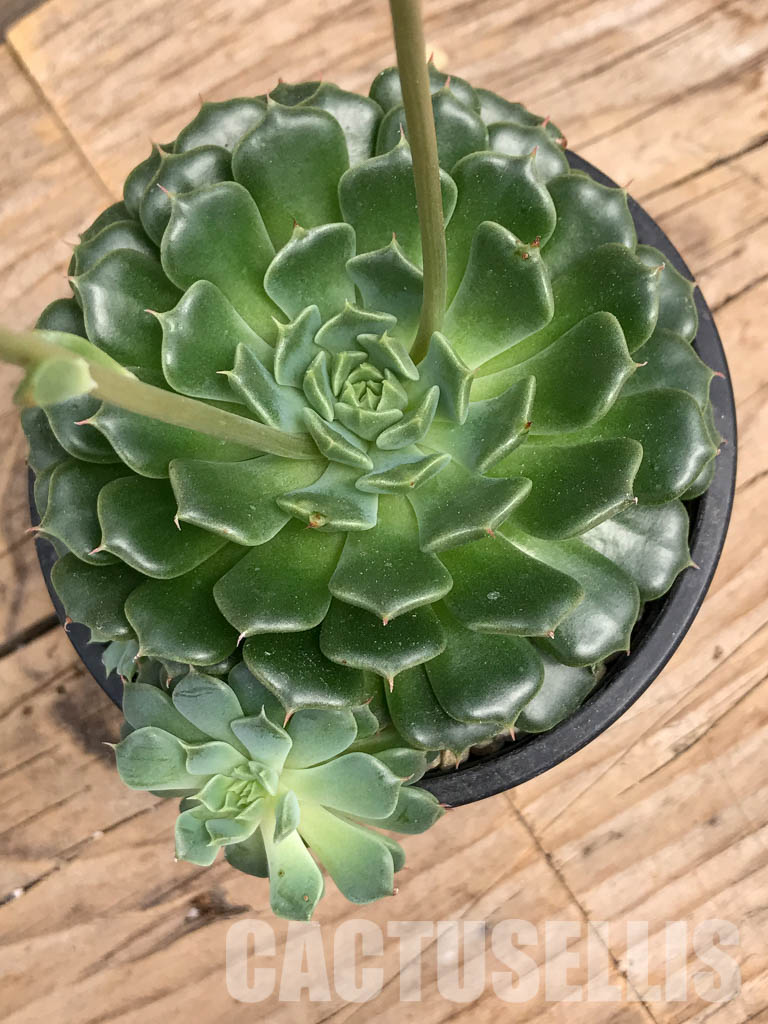 SHPR5933 Echeveria minima hybrid - Image 4