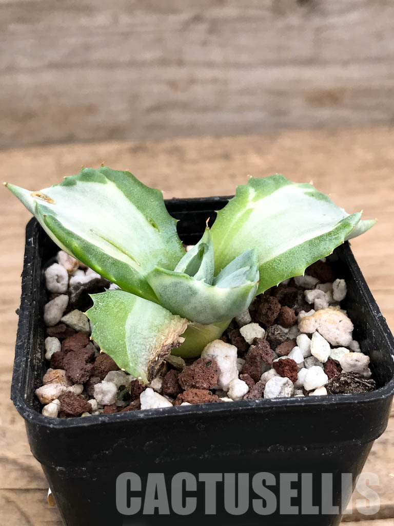 SHPR5935 Agave isthmensis, Oaxaca, Chiapas, Mexico - Image 2