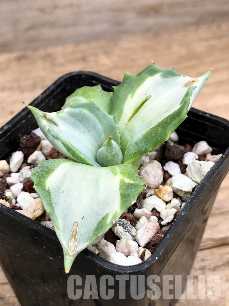 SHPR5935 Agave isthmensis, Oaxaca, Chiapas, Mexico - Image 3