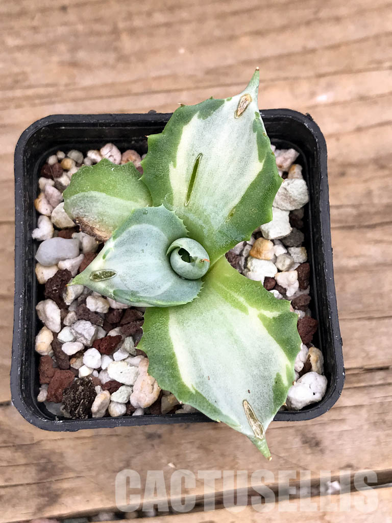 SHPR5935 Agave isthmensis, Oaxaca, Chiapas, Mexico