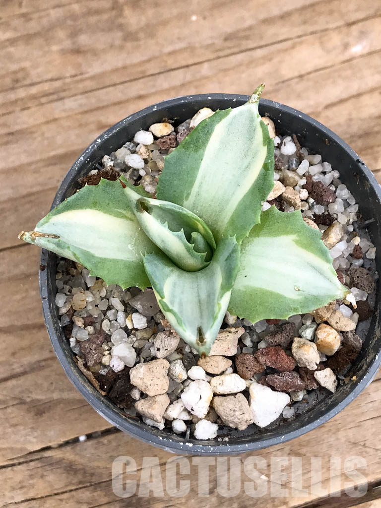 SHPR5935 Agave isthmensis, Oaxaca, Chiapas, Mexico - Image 5