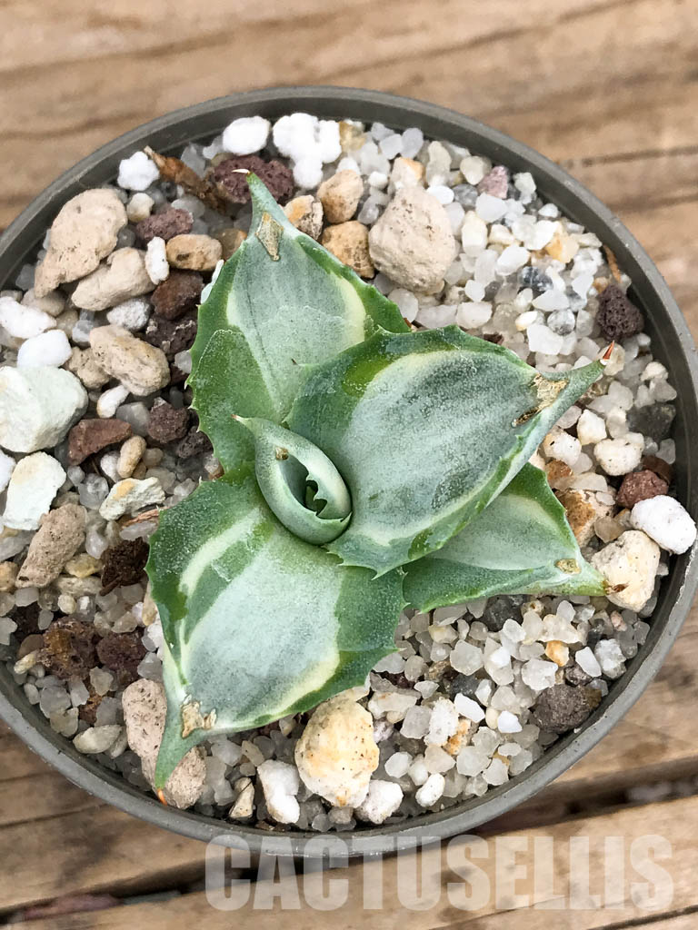 SHPR5935 Agave isthmensis, Oaxaca, Chiapas, Mexico - Image 6