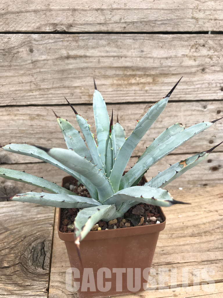 SHPR5953 Agave macroacantha „Little Penguins“ - immagine 2