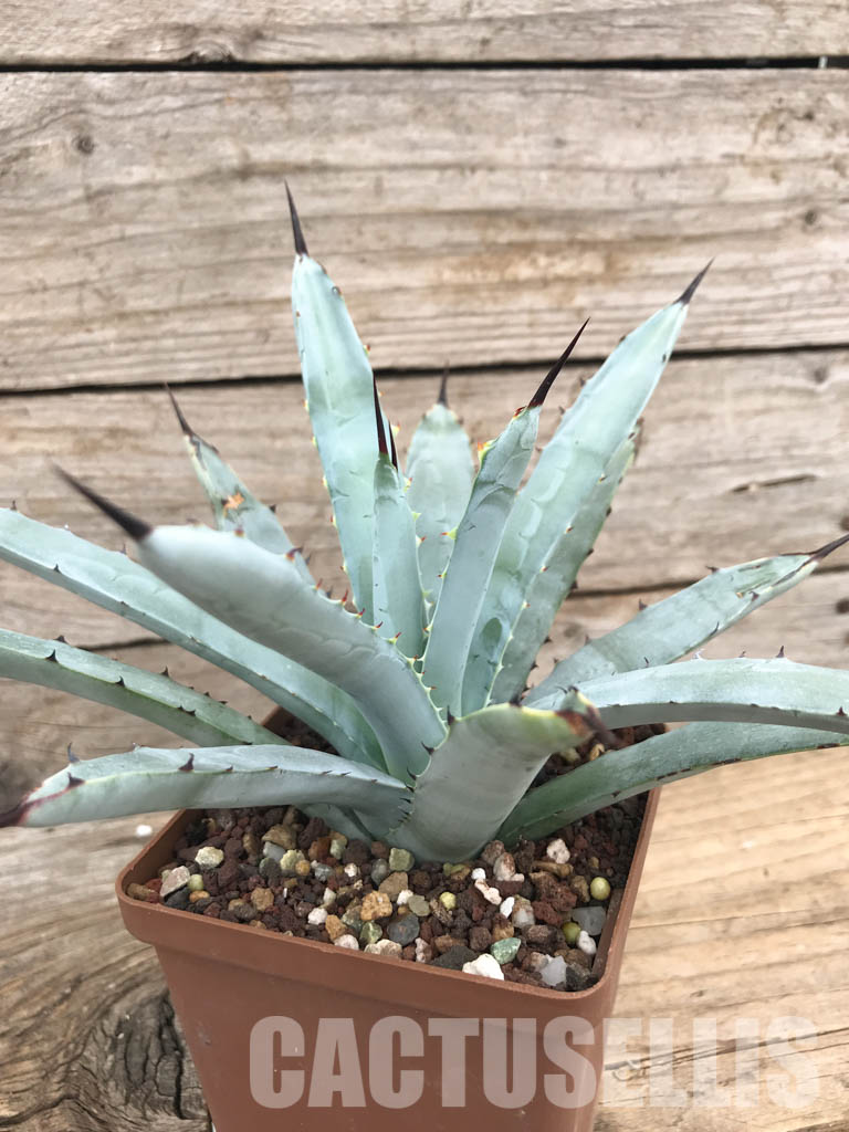 SHPR5953 Agave macroacantha „Little Penguins“ - immagine 3