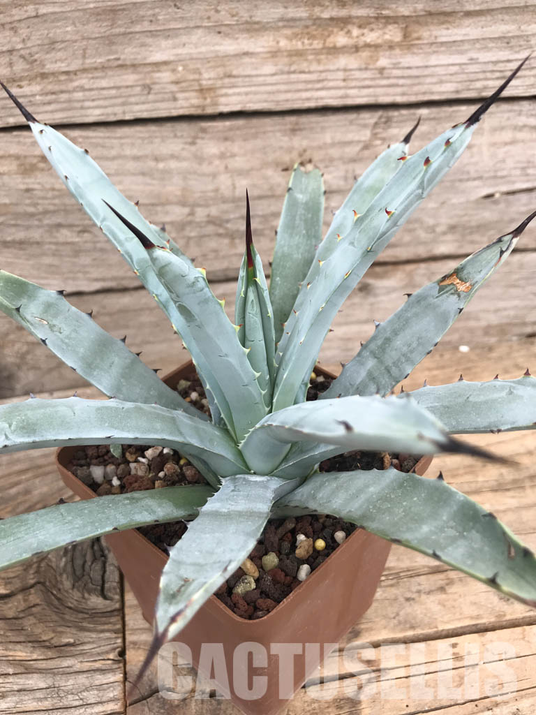 SHPR5953 Agave macroacantha „Little Penguins“ - immagine 4