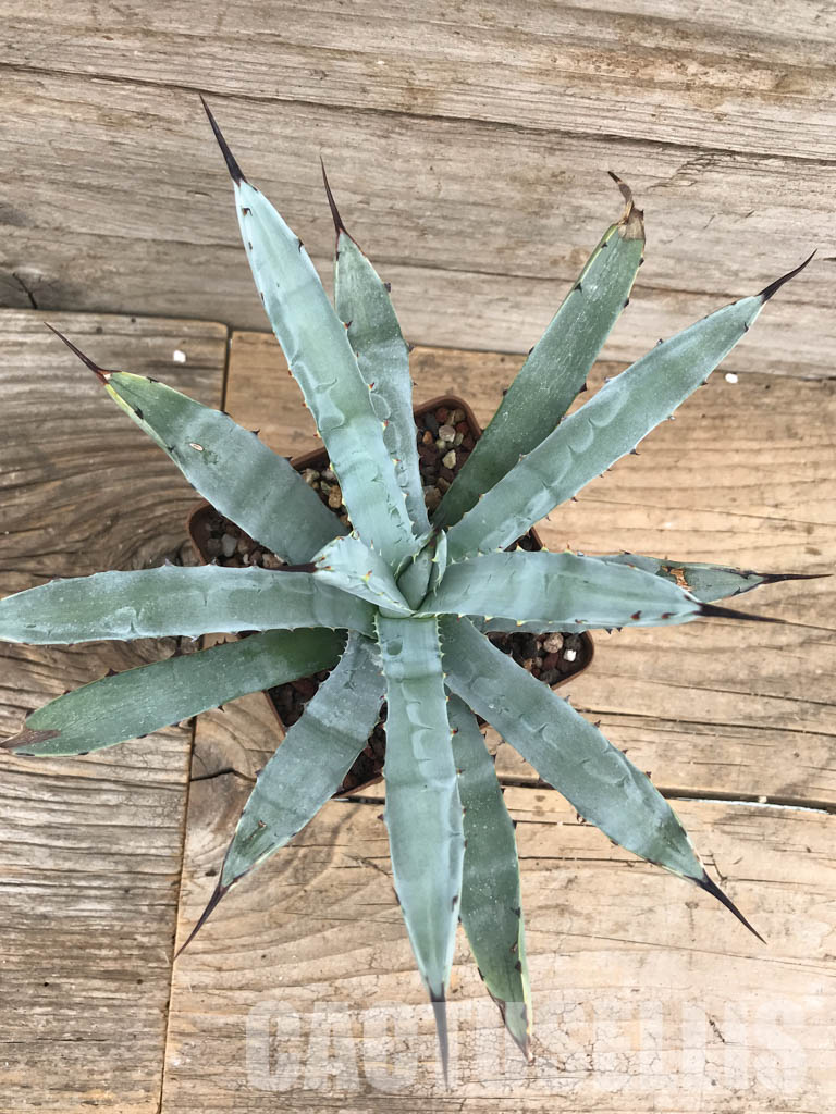 SHPR5953 Agave macroacantha „Little Penguins“ - immagine 5