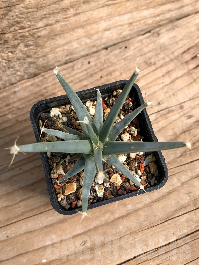 SHPR5958 Leuchtenbergia principis, North-central Mexico - Image 2