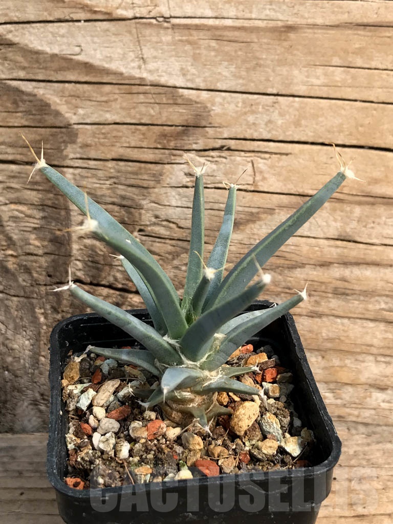 SHPR5958 Leuchtenbergia principis, North-central Mexico