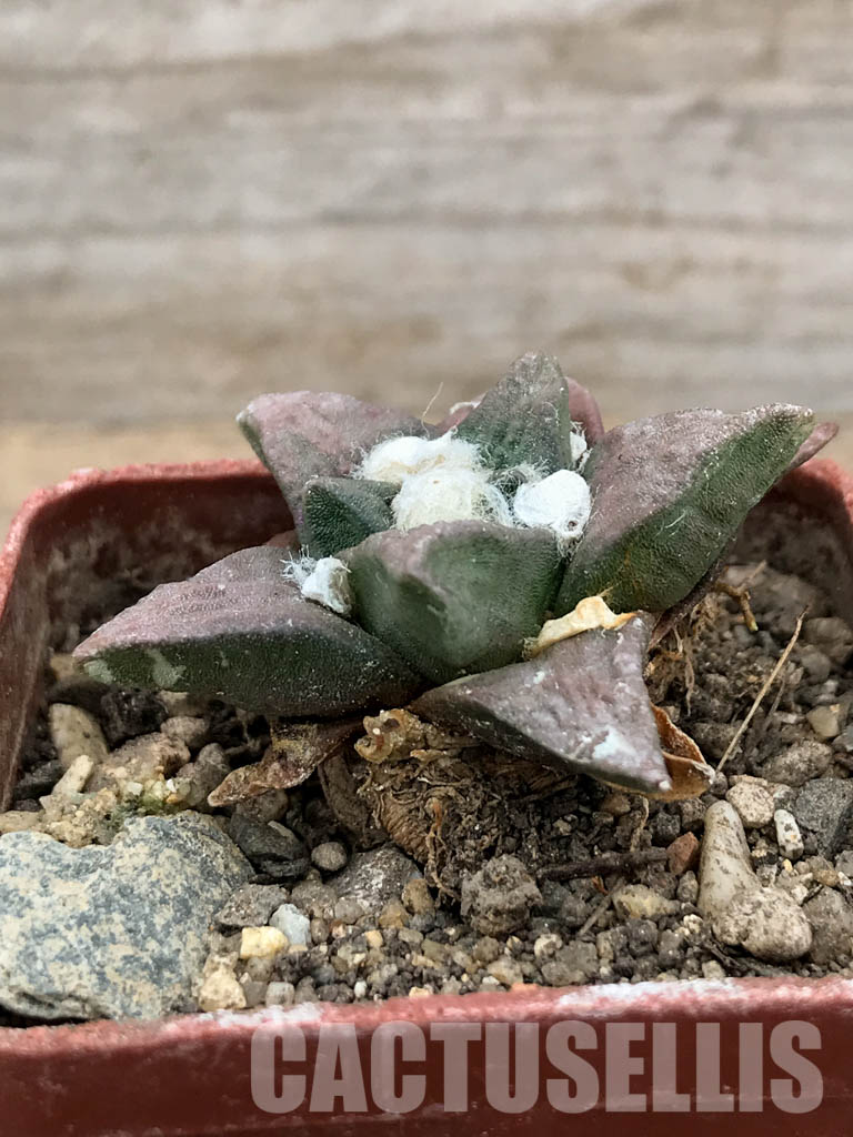 SHPR5962 Ariocarpus retusus PP 807, La Paloma, Sierra de la Paila, Coahuila, Mexicó - Obrázek 2