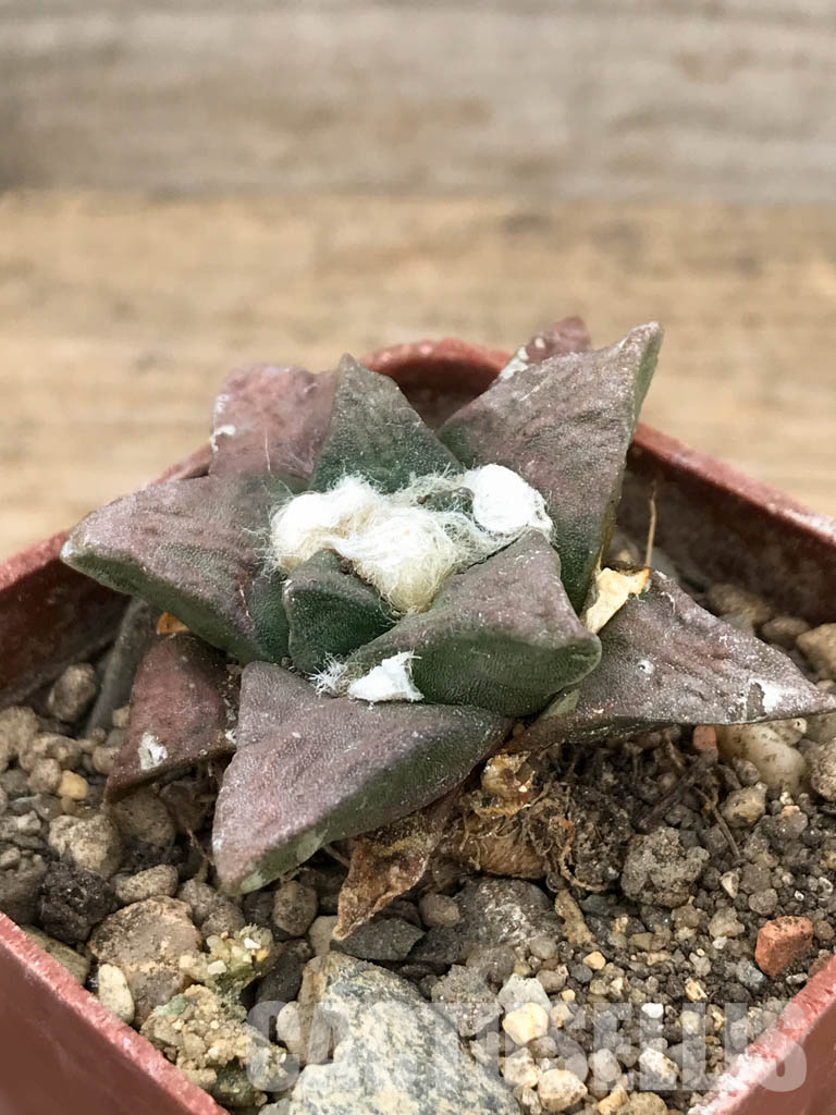 SHPR5962 Ariocarpus retusus PP 807, La Paloma, Sierra de la Paila, Coahuila, Mexicó - Obrázek 3