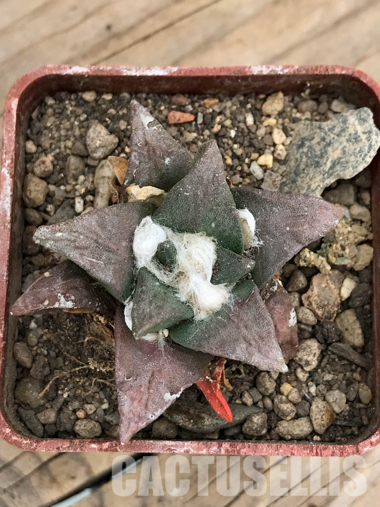 SHPR5962 Ariocarpus retusus PP 807, La Paloma, Sierra de la Paila, Coahuila, Mexicó