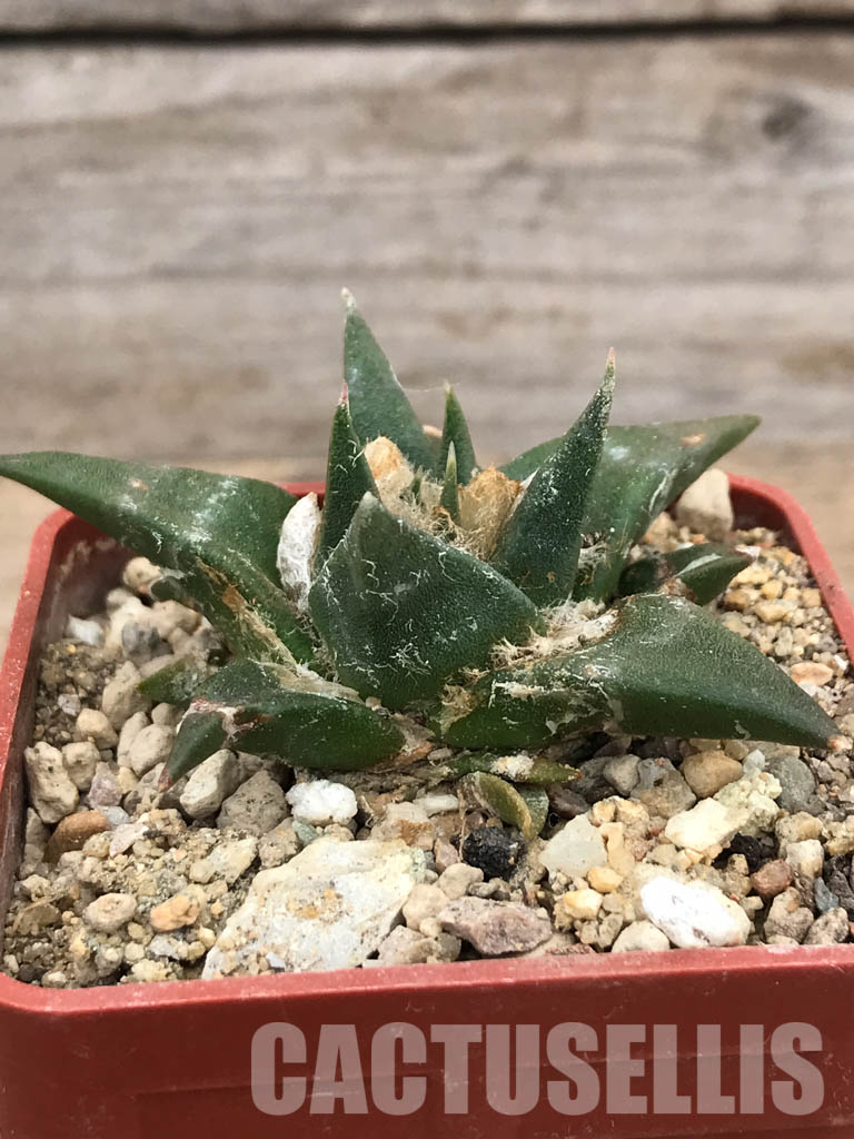 SHPR5964 Ariocarpus retusus subs. trigonus, Tamaulipas, Nuevo Leon, Mexico - Image 2