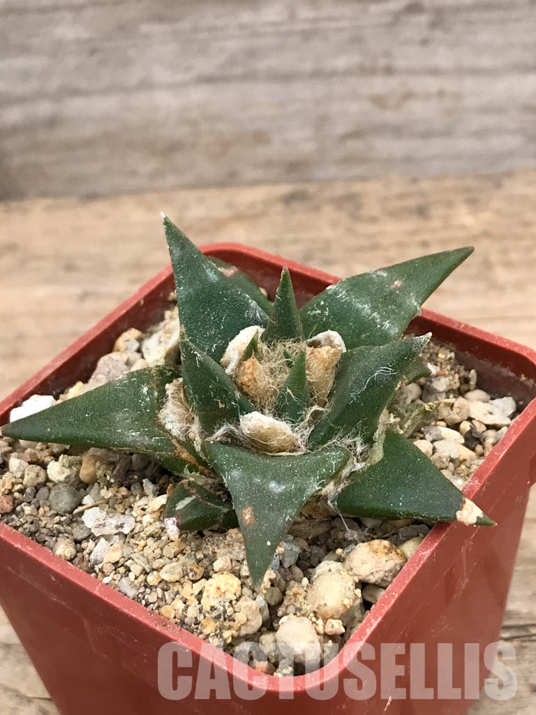 SHPR5964 Ariocarpus retusus subs. trigonus, Tamaulipas, Nuevo Leon, Mexico - Image 3