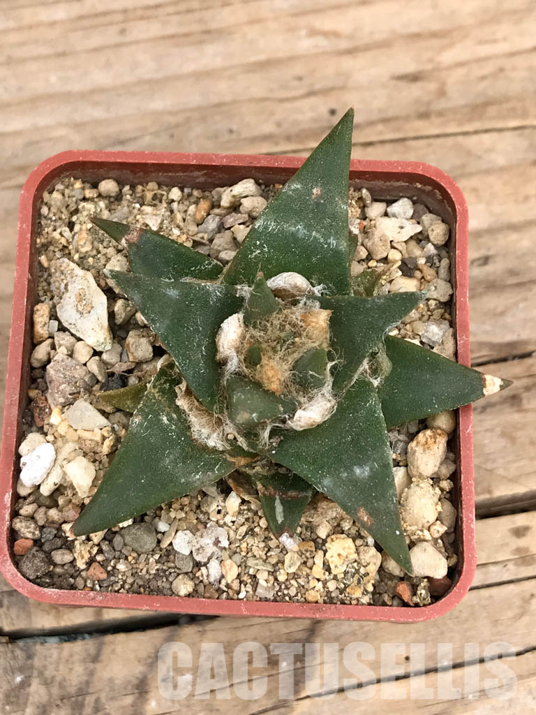 SHPR5964 Ariocarpus retusus subs. trigonus, Tamaulipas, Nuevo Leon, Mexico