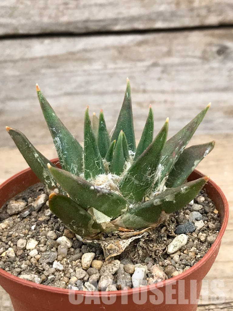 SHPR5965 Ariocarpus retusus subs. trigonus, Tamaulipas, Nuevo Leon, Mexico - Image 2
