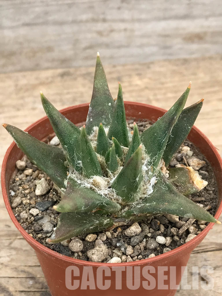 SHPR5965 Ariocarpus retusus subs. trigonus, Tamaulipas, Nuevo Leon, Mexico - Image 3
