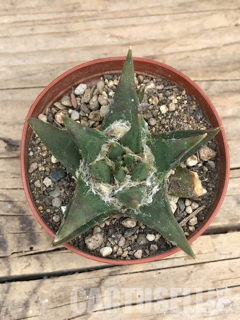 SHPR5965 Ariocarpus retusus subs. trigonus, Tamaulipas, Nuevo Leon, Mexico