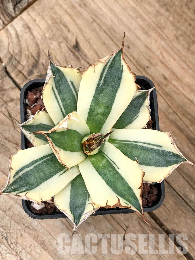 SHPRE5967 Agave titanota 'Snaggle Tooth' – Cactus-online