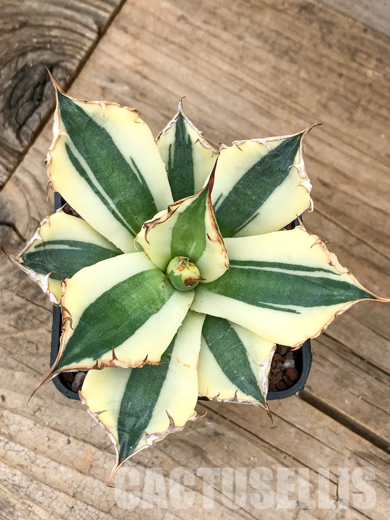 SHPR5968 Agave titanota 'Snaggle Tooth' - immagine 4