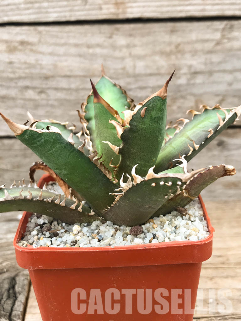 SHPR5969 Agave titanota “Red Catweazle”