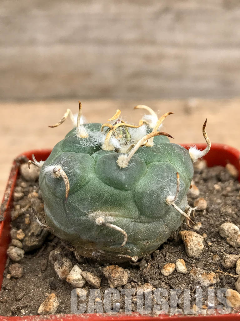 SHPR5979 Turbinicarpus rioverdensis, Rio Verde, San Luis Potosi, Mexicó - Зображення 2