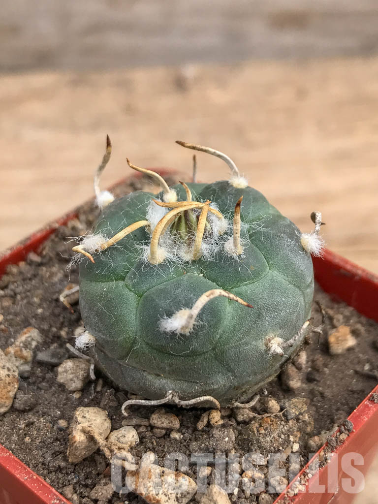 SHPR5979 Turbinicarpus rioverdensis, Rio Verde, San Luis Potosi, Mexicó - Зображення 3