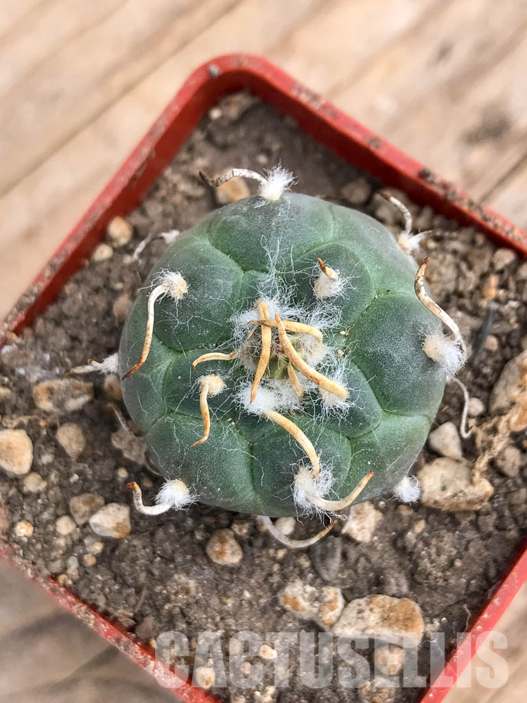 SHPR5979 Turbinicarpus rioverdensis, Rio Verde, San Luis Potosi, Mexicó