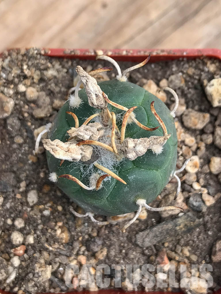 SHPR5979 Turbinicarpus rioverdensis, Rio Verde, San Luis Potosi, Mexicó - Зображення 5