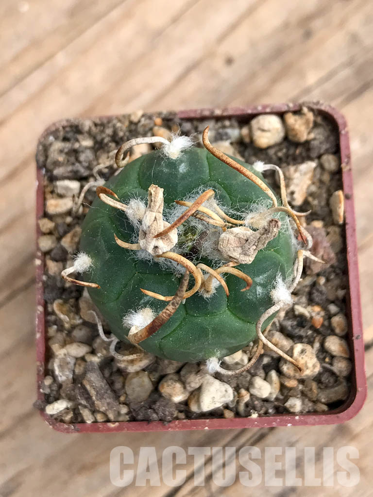 SHPR5979 Turbinicarpus rioverdensis, Rio Verde, San Luis Potosi, Mexicó - Зображення 6