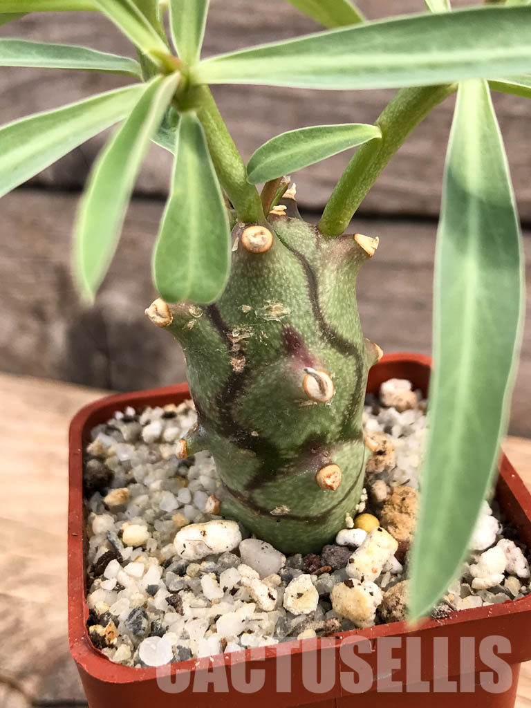 SHPR5996 Euphorbia monteiro PV 2628, Angola, Namibia, South Africa - 画像 (2)