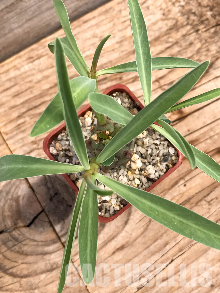 SHPR5996 Euphorbia monteiro PV 2628, Angola, Namibia, South Africa - 画像 (3)