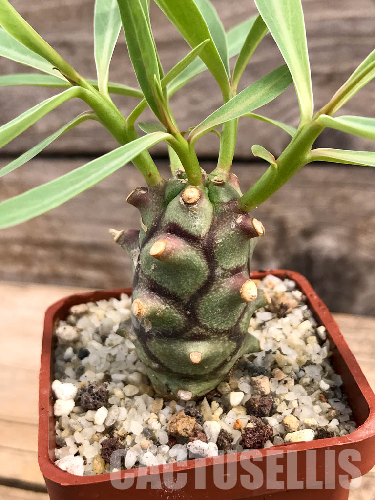 SHPR5996 Euphorbia monteiro PV 2628, Angola, Namibia, South Africa - 画像 (4)